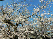 築港高野山の桜